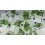10 Faux Billets 100 euros