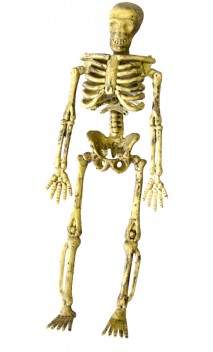 Lot de 4 squelette articulé 14.5cm