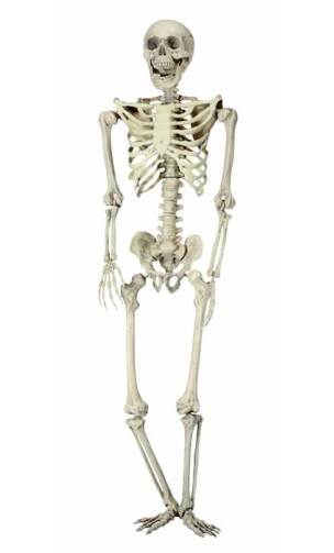 Squelette réaliste 3D 165cm