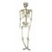 Squelette réaliste 3D 165cm