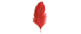 Véritable plume d'autruche couleur rouge de 60cm en vente