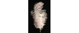 Véritable plume d'autruche couleur rose pale de 70cm en vente.