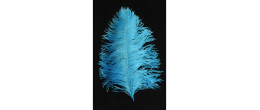 Véritable plume d'autruche couleur turquoise de 70cm en vente.