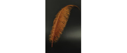 Véritable plume d'autruche couleur marron de 70cm en vente.