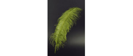 Véritable plume d'autruche couleur vert féerique de 70cm en vente.