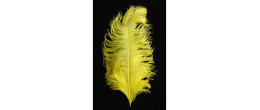 Véritable plume d'autruche couleur jaune de 50cm en vente.