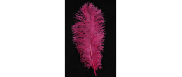 Véritable plume d'autruche couleur fuschia, magenta de 50cm en vente.