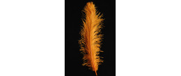 Véritable plume d'autruche couleur orange de 50cm en vente.