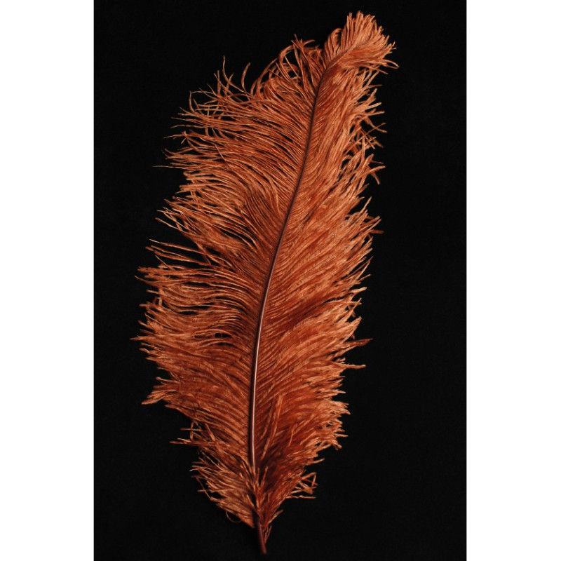 Véritable plume d'autruche couleur roux, rouillé, marron de 50cm en vente.