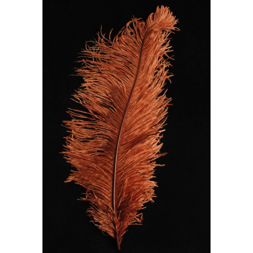Véritable plume d'autruche couleur roux, rouillé, marron de 50cm en vente.