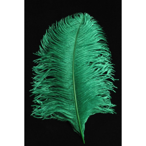 copy of Plumes d'autruche blanche 65cm