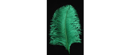 Véritable plume d'autruche couleur verte de 50cm en vente.