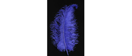 Véritable plume d'autruche couleur violette de 50cm en vente.