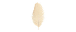 Véritable plume d'autruche couleur ivoire de 35cm en vente.