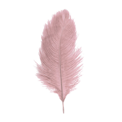 Véritable plume d'autruche couleur ivoire de 35cm en vente.