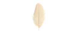 Véritable plume d'autruche couleur ivoire de 25cm en vente.