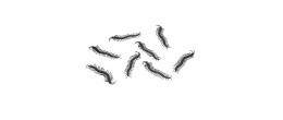 8 faux insecte mille patte noir de 14cm en vente.