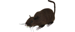 Fausse souris réaliste de 15cm avec poils en vente chez Be Happy pour farces ou Halloween