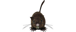 Fausse souris réaliste de 15cm avec poils en vente chez Be Happy pour farces ou Halloween
