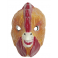 Masque Coq Enfant